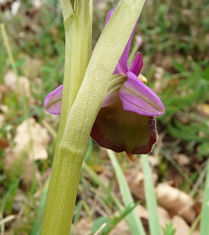 Ophrys biscutella